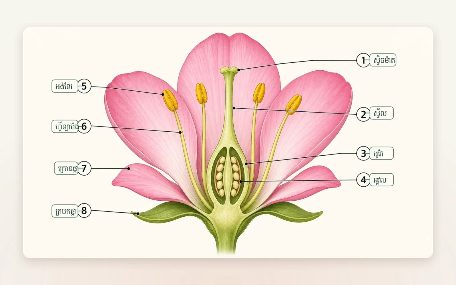 A Grade 12 biology diagram of a flower's anatomy, labelled in Khmer